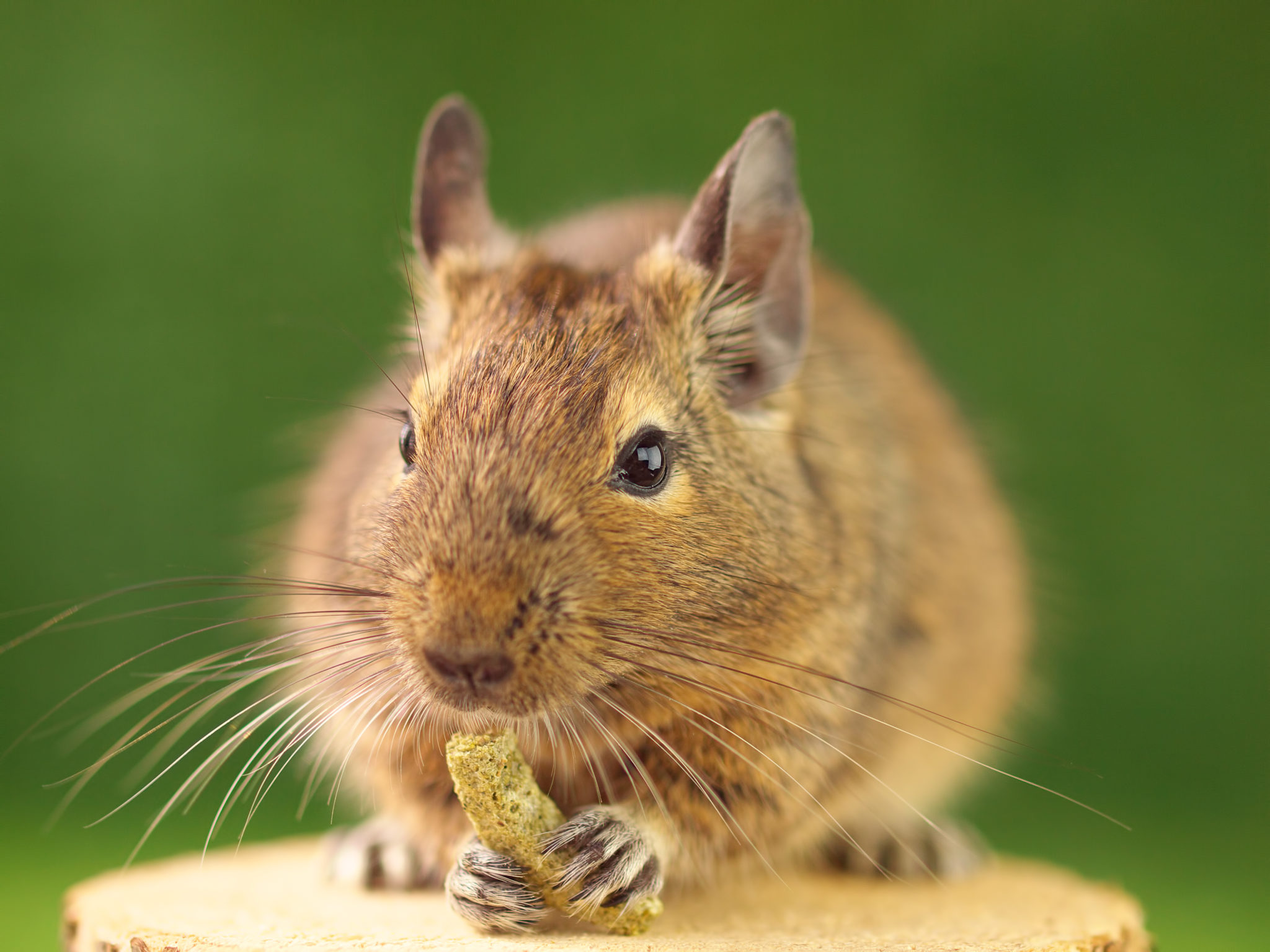 Degu