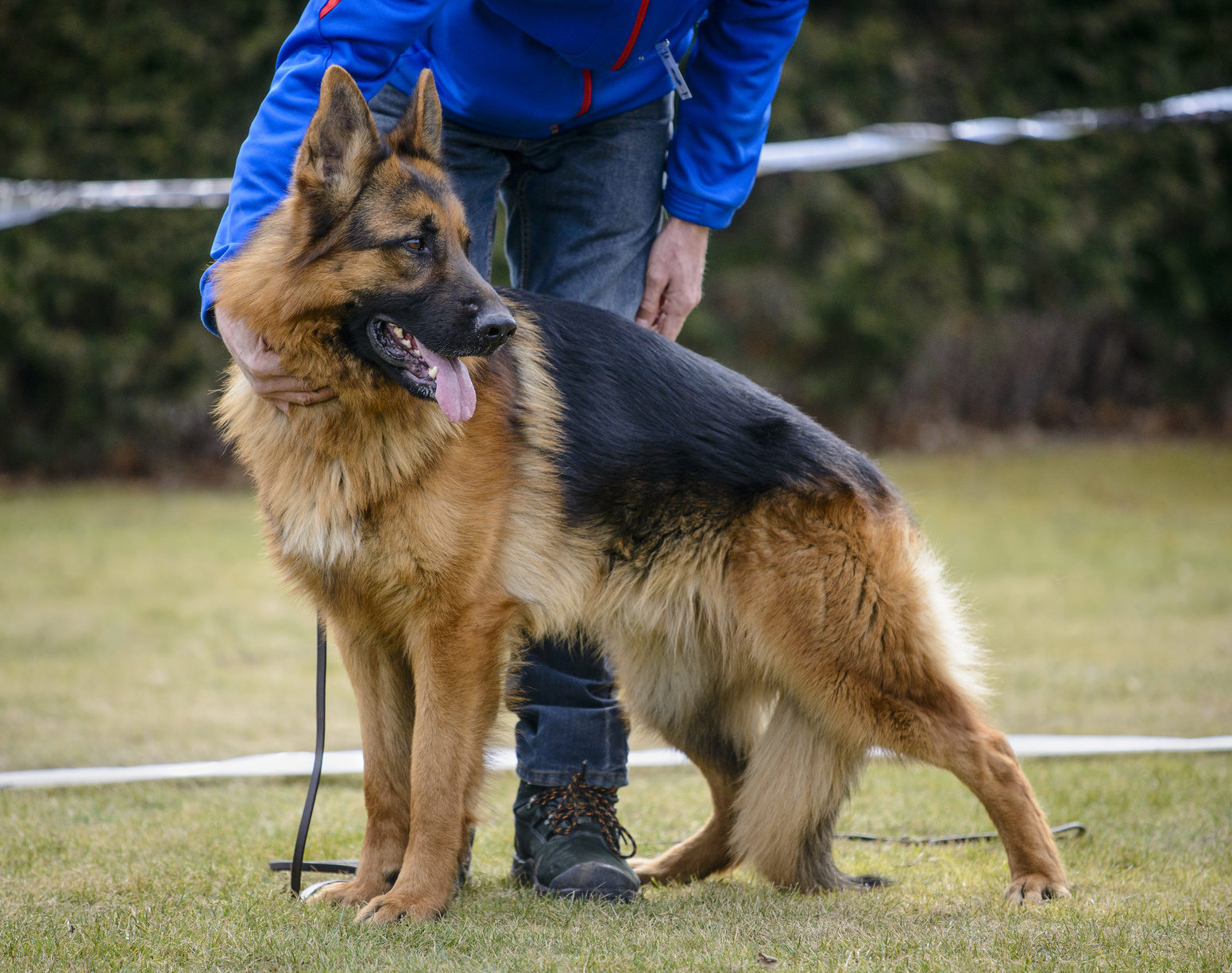 Schæferhund - German Shepherd, Racebeskrivelse - Zooplus Magazin