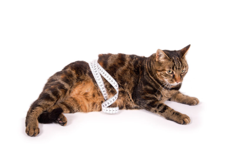 Kattemad til overvægtige katte Tips til en kost - zooplus