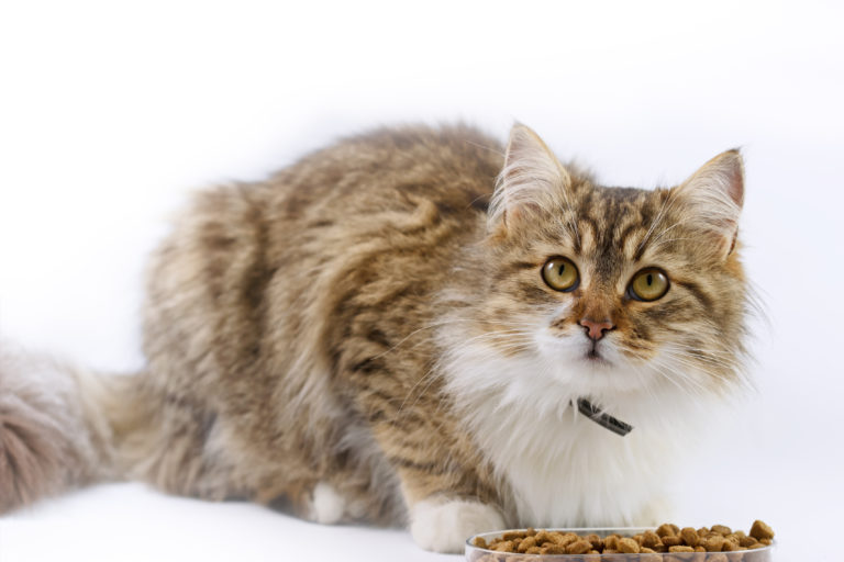 Kattemad til katte diabetes - Alt bør vide - zooplus