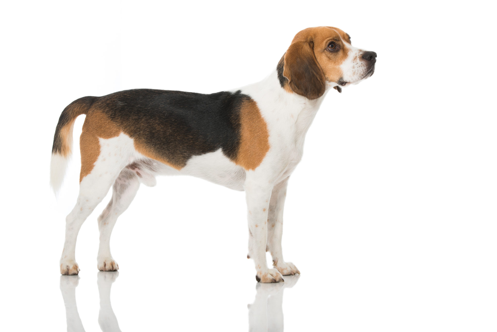 Hunderace Alt om Beagles zooplus Hundemagasin