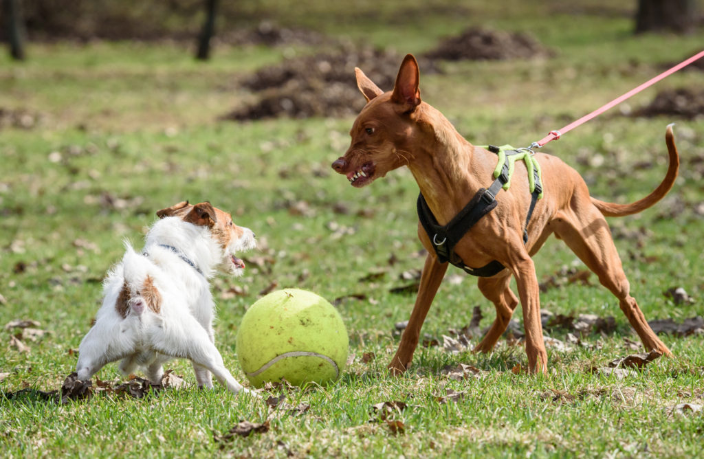 At forstå og opdrage aggressive hunde zooplus Hundemagasin