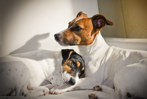 Prævention for hunde Alt du bør vide Hundemagasin