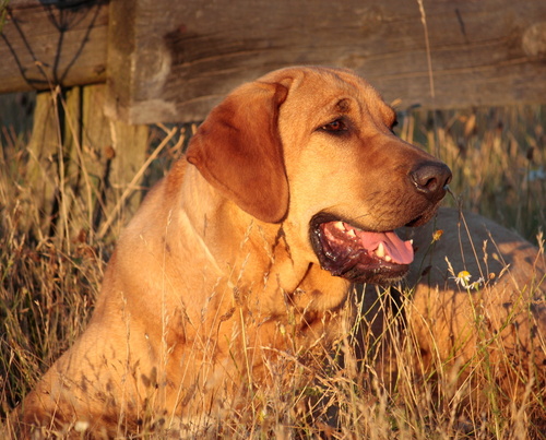 Broholmer - Karakter, Ernæring - Hund | zooplus Hundemagasin