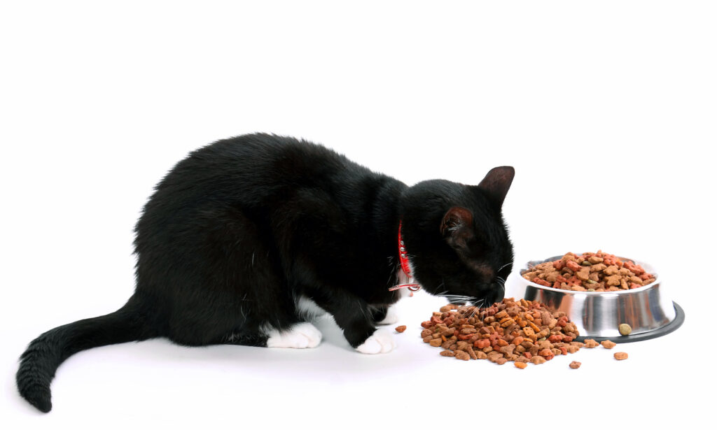 Kattemad: Tørfoder eller vådfoder Hvad er bedst? | zooplus magasin