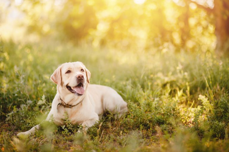 Fordøjelsesorgan dramatiker Athletic Ferie uden hund: Hundesitter eller hundepension? | zooplus hundemagasin