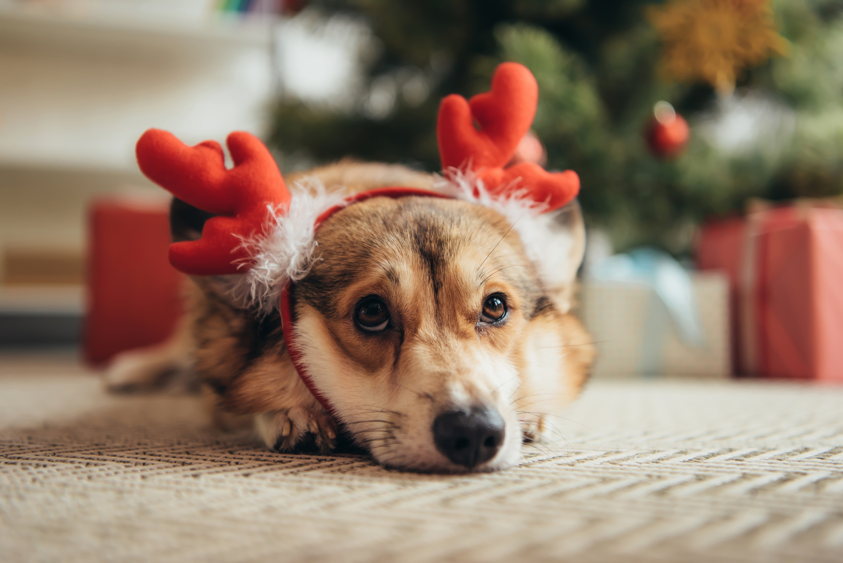 Tips til en sikker & god jul med din hund | zooplus.dk!