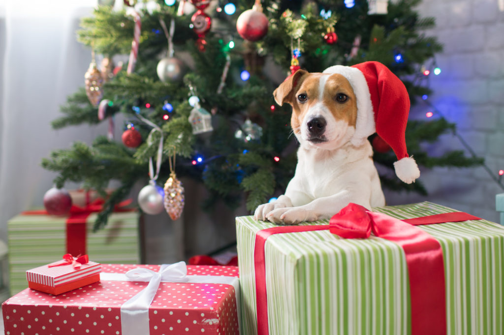 Tips til en sikker & god jul med din hund | zooplus.dk!