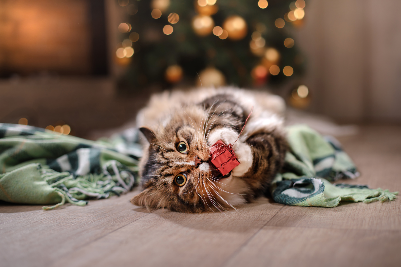 kat leger med julepynt