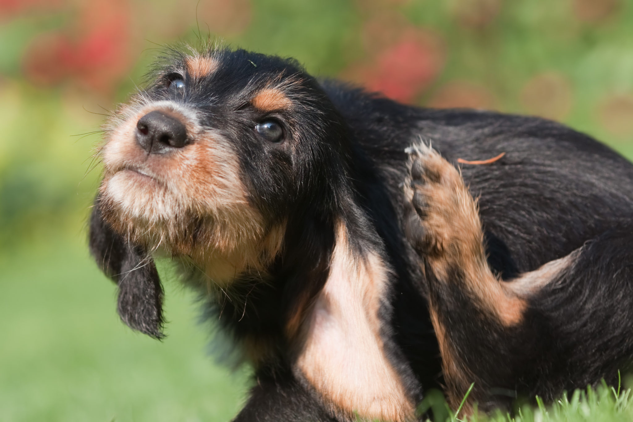 Lopper hos hunden - Beskrivelse, Symptomer & Behandling | zooplus