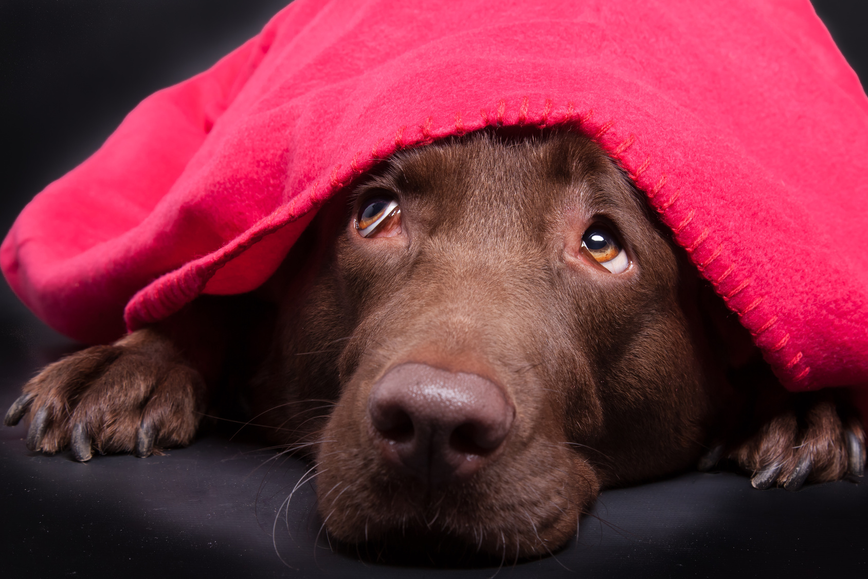 Labrador under et tæppe