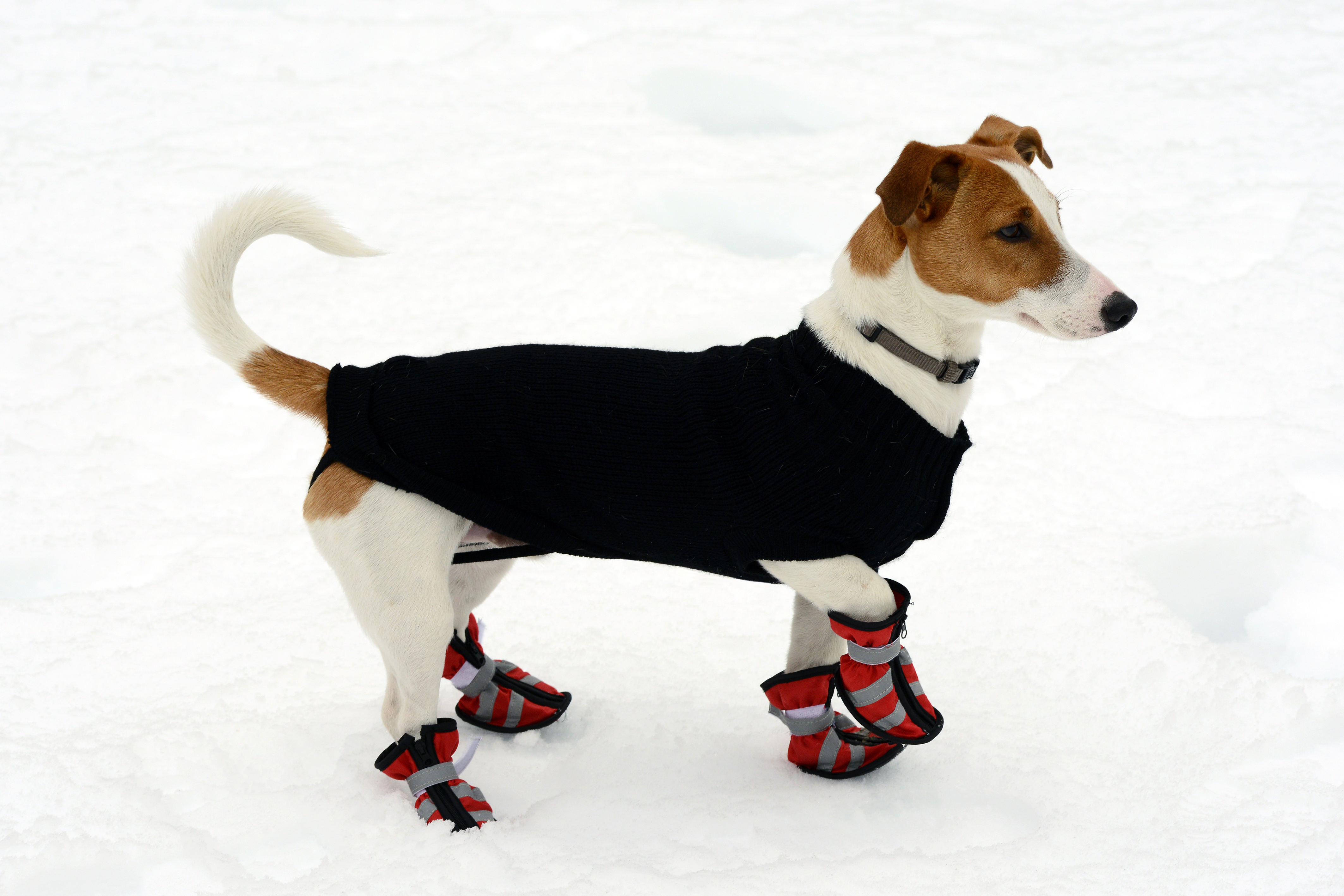 Hund med jakke og sko i sne