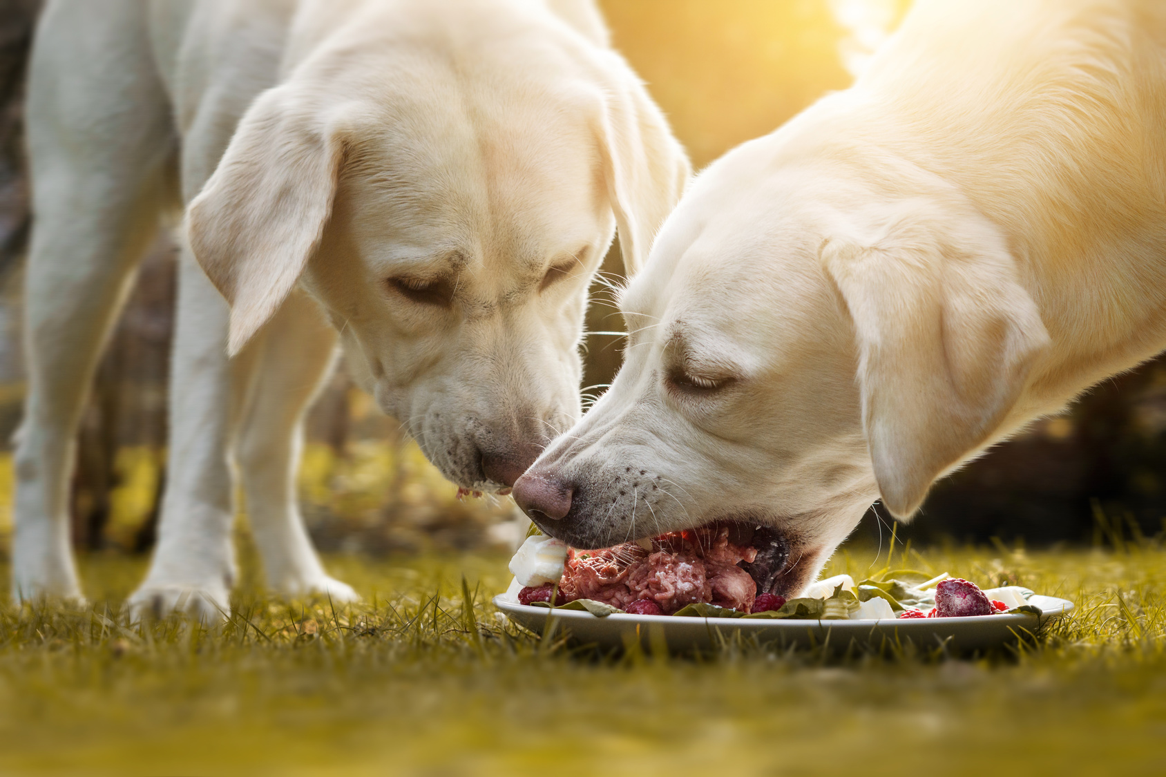Hundemad med højt af kød: ulemper - magasin