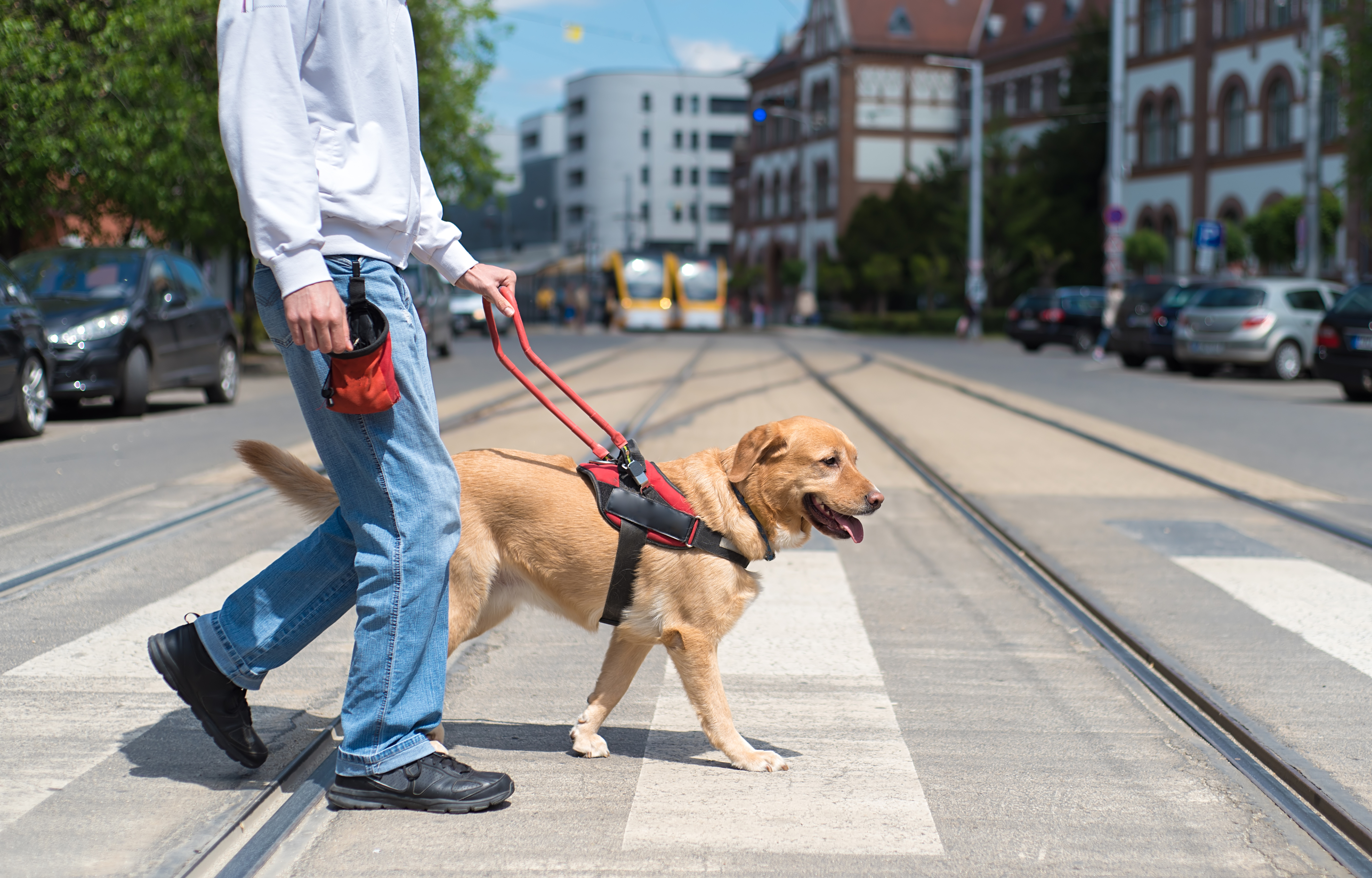 Førerhund der hjælper en blind person over en vej