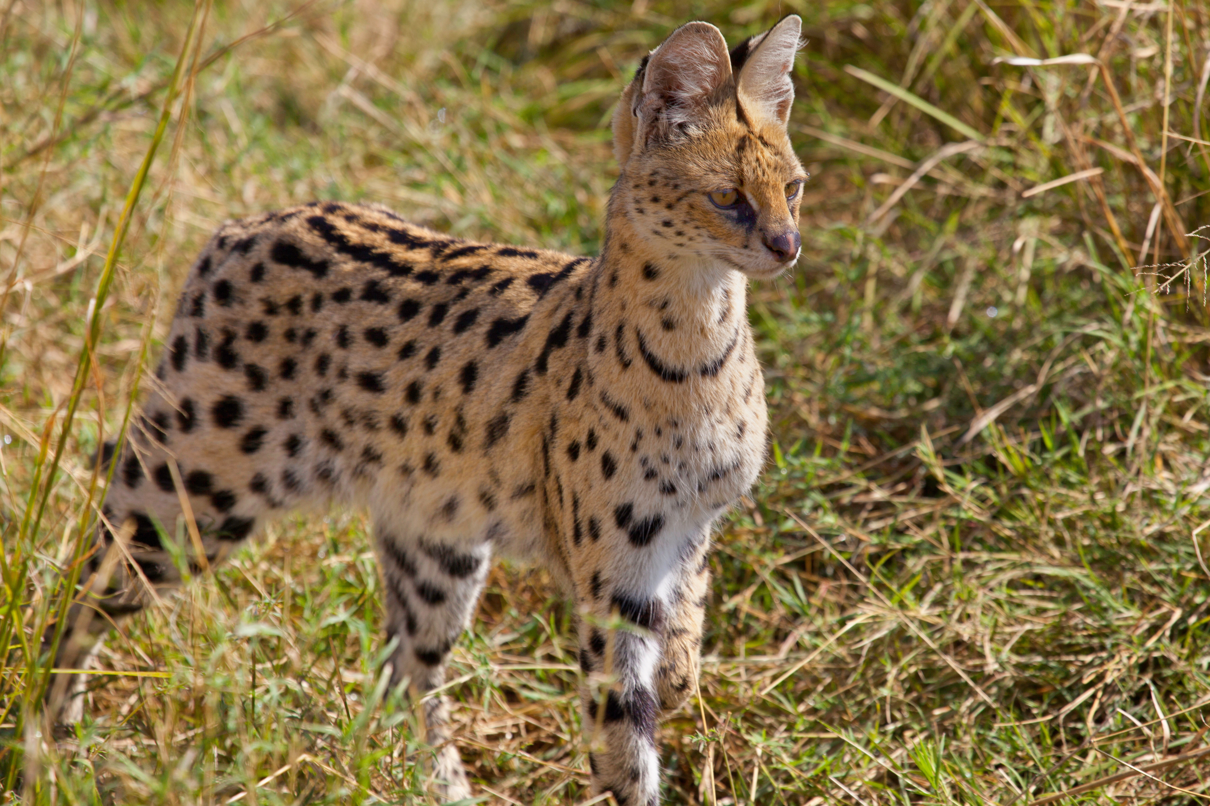 Serval jæger i højt græs