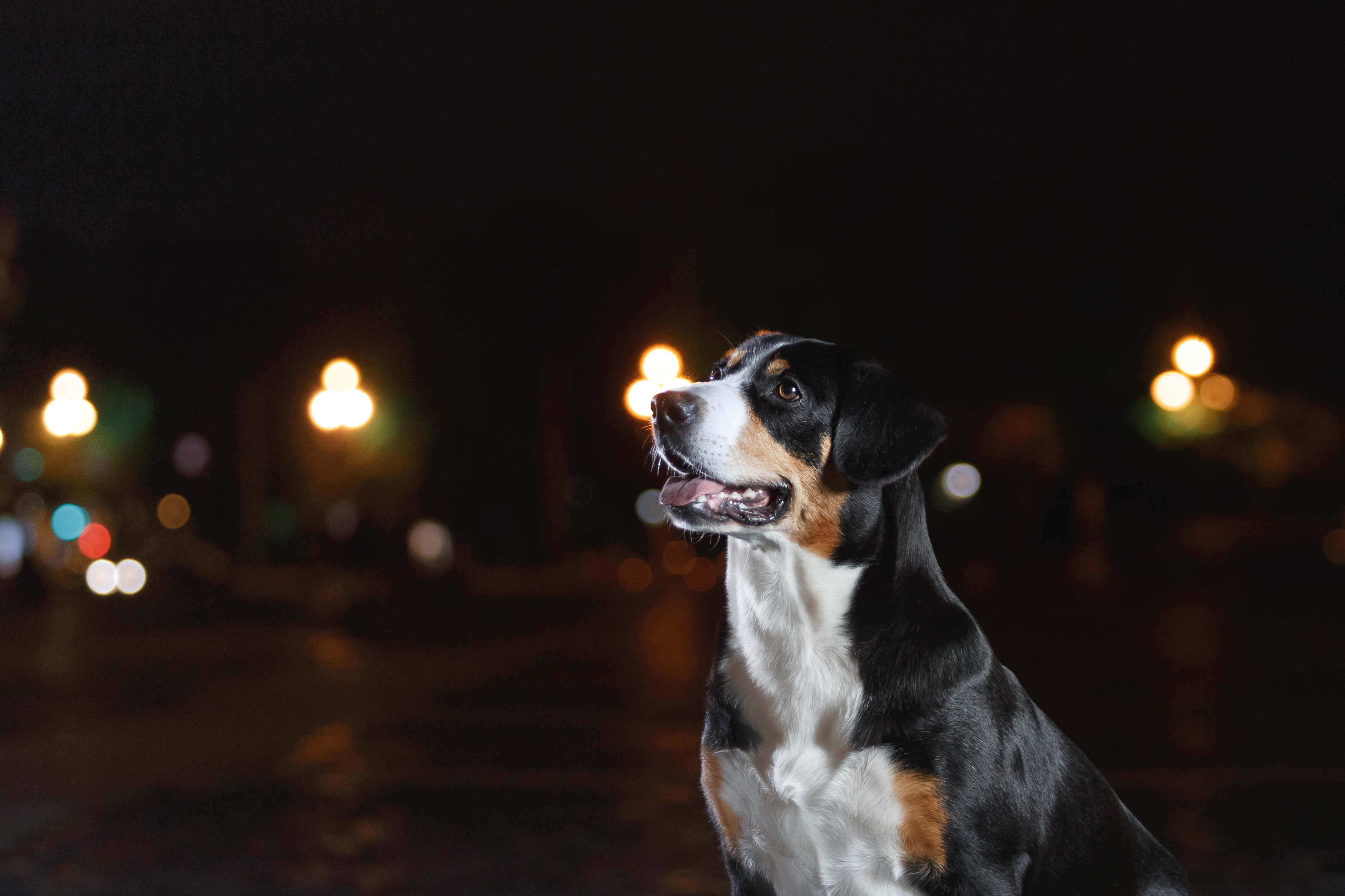 Hunden halser natten: tips til rolige nætter | zooplus hundemagasin