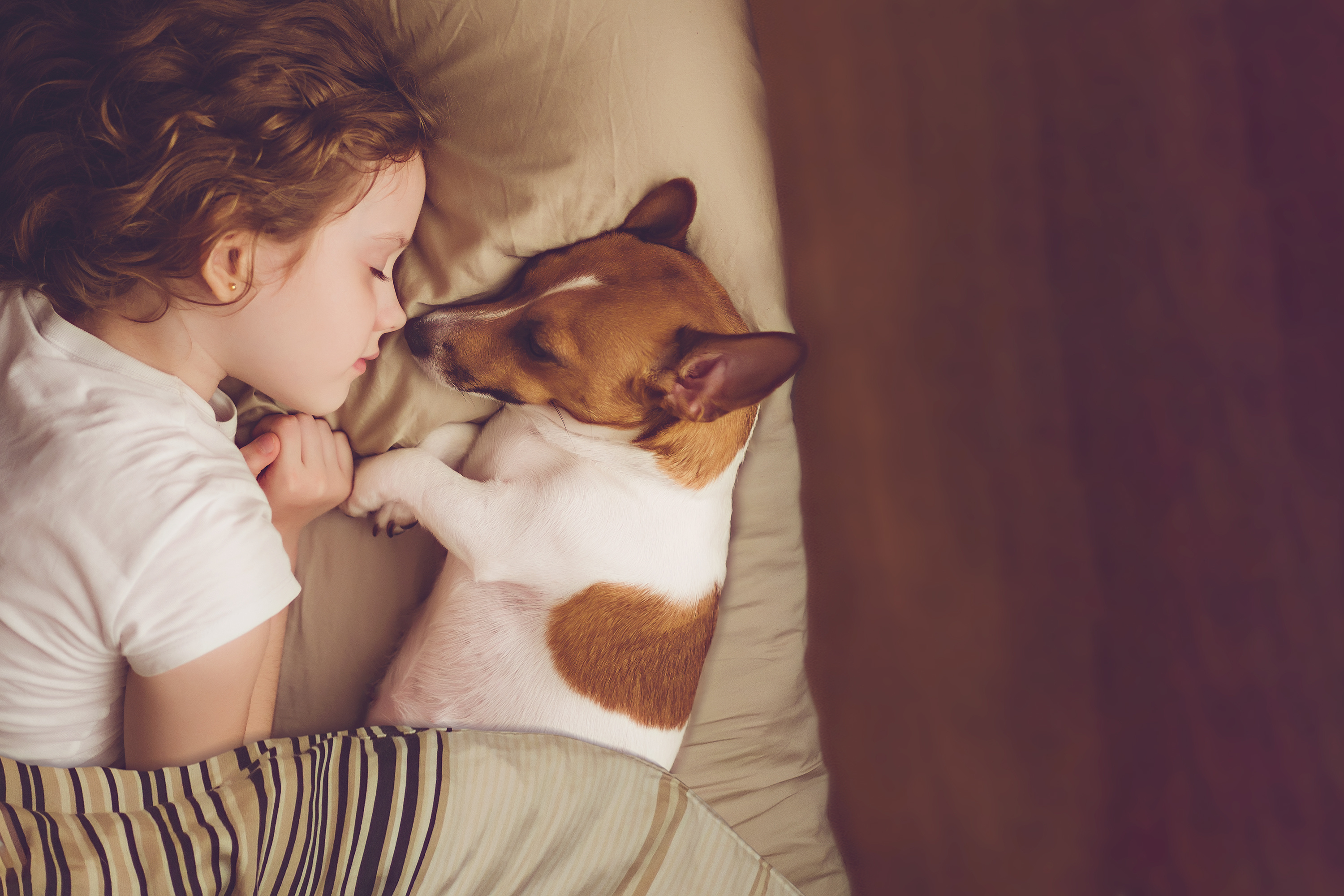 Pige sover med jack russell terrier