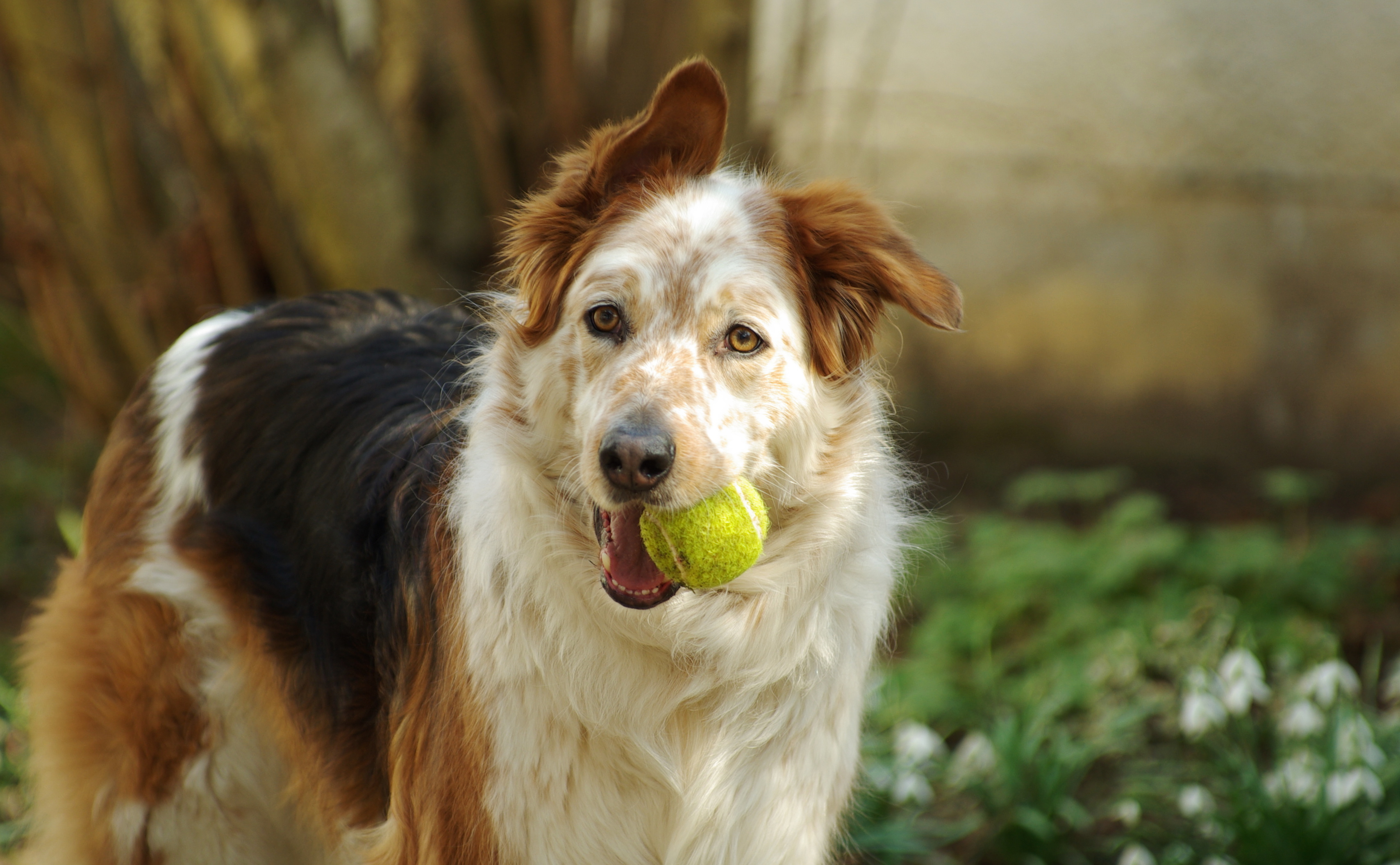 Gammel hund med bold