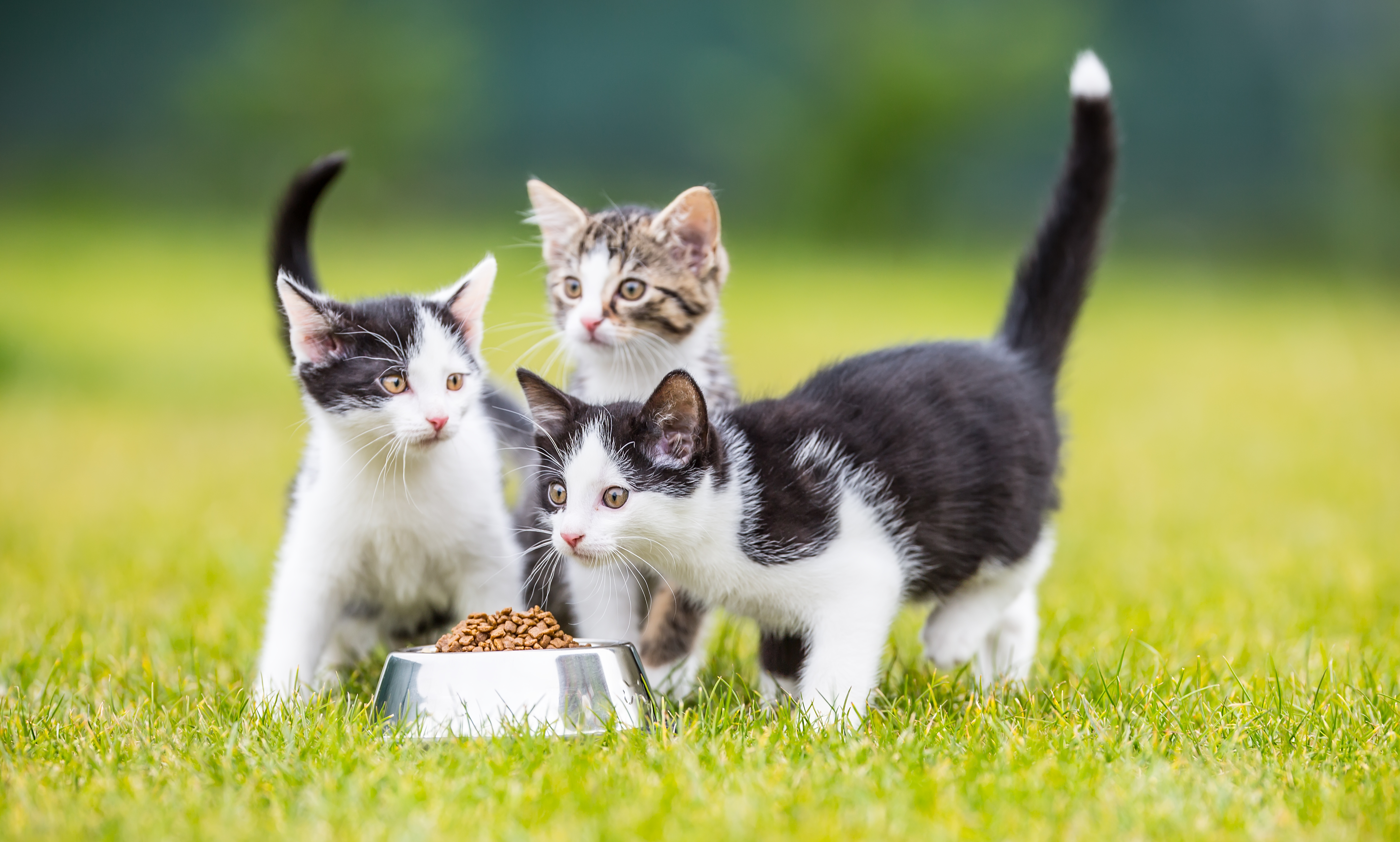 kätzchen im grass mit katzennapf