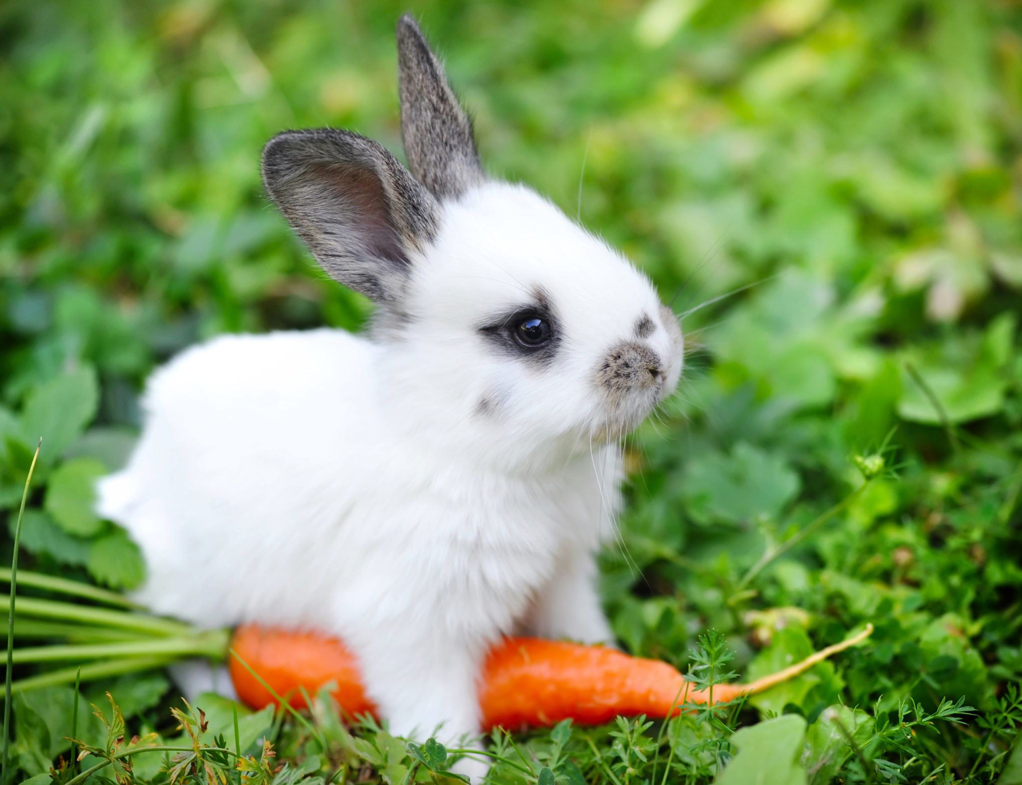 kanin med gulerod