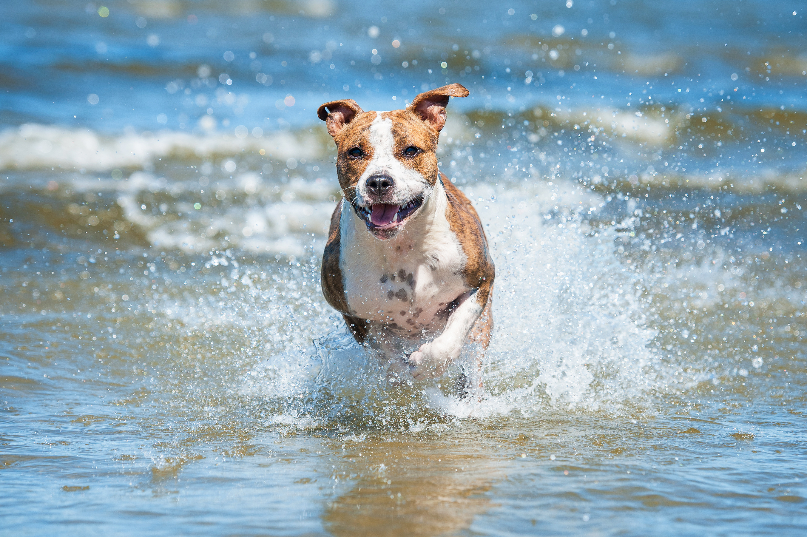 Glad hund løber i vand