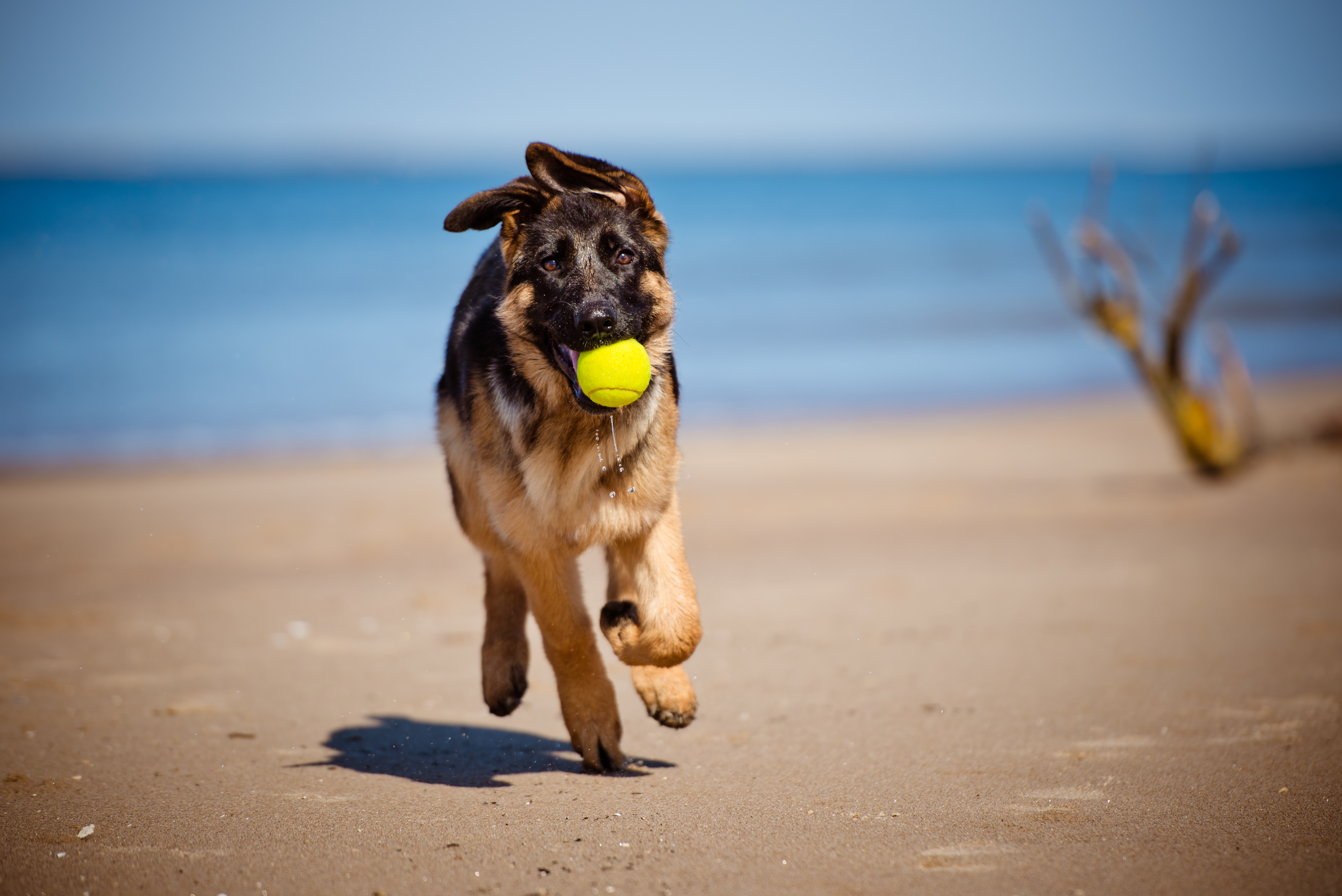 Tysk Schæferhund på sand