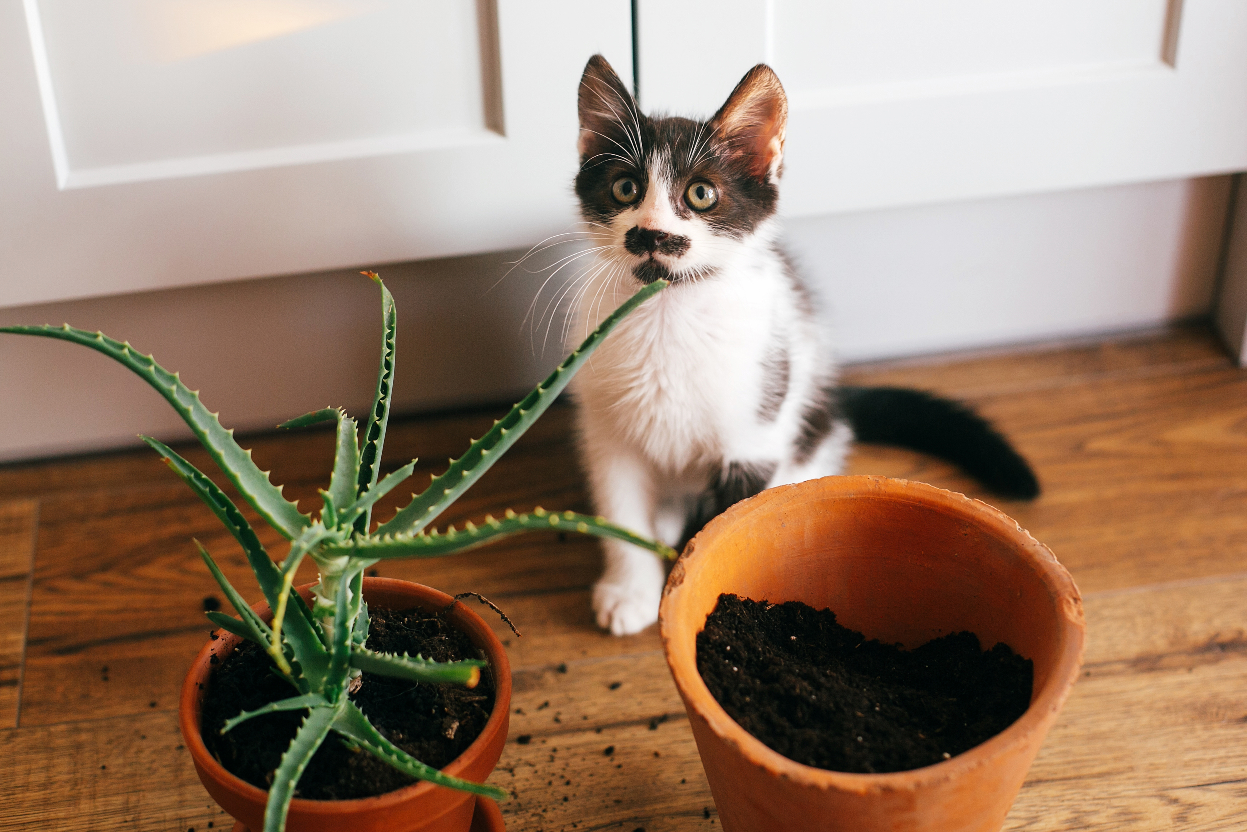 Katten tisser i potteplanten - kan man | zooplus kattemagasinet