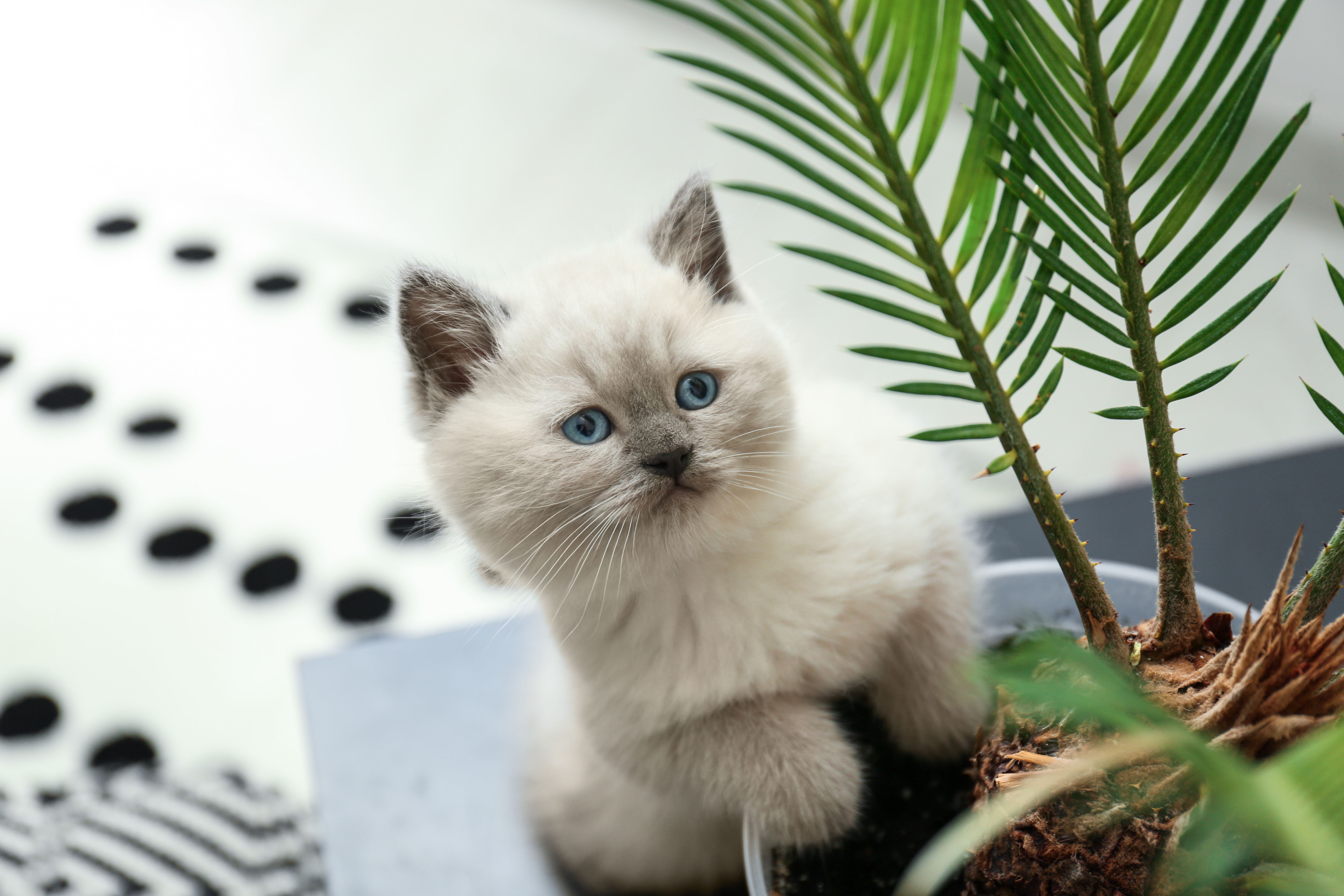 Kat tisser i stueplante