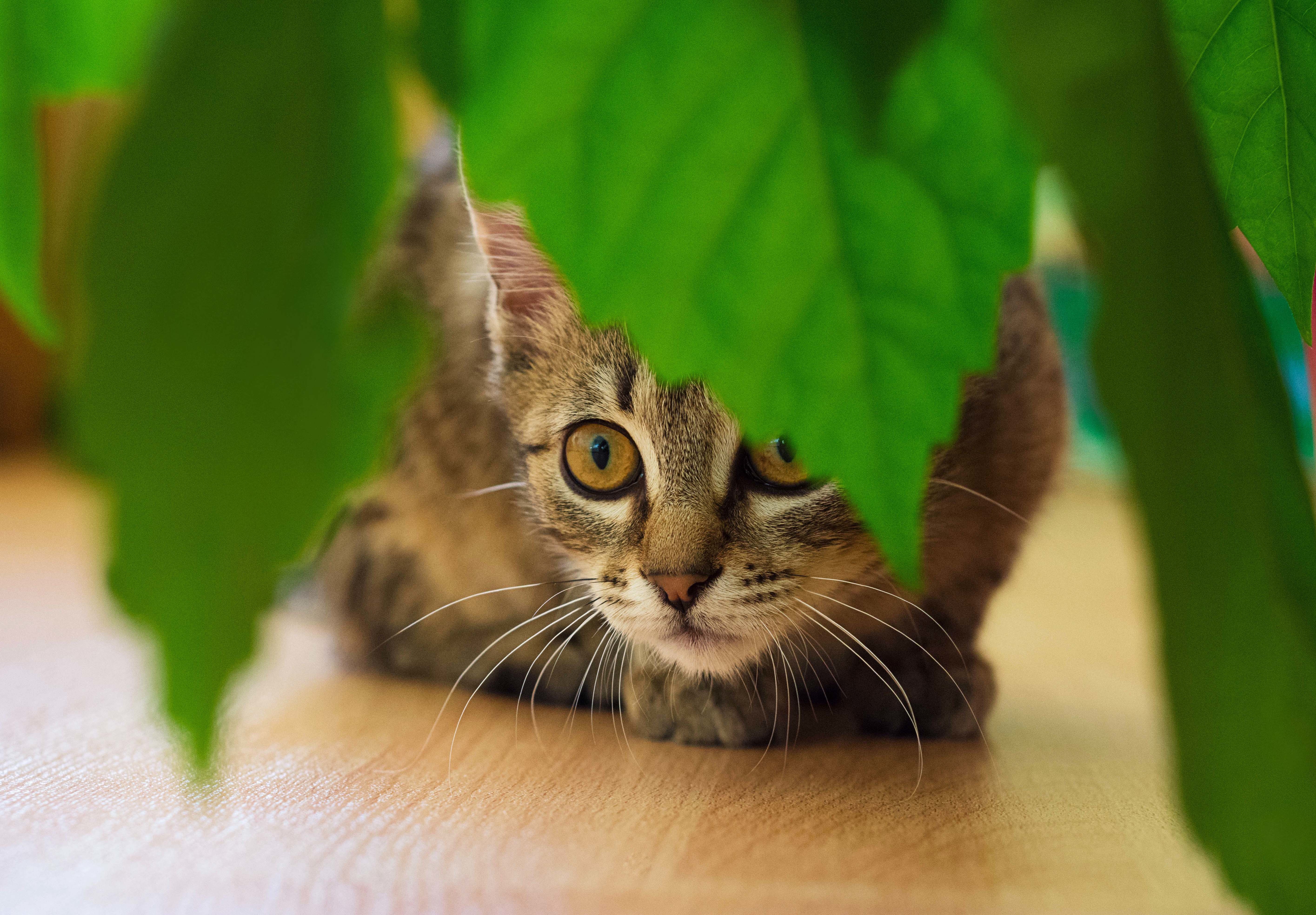 Katte tisser i potteplanter