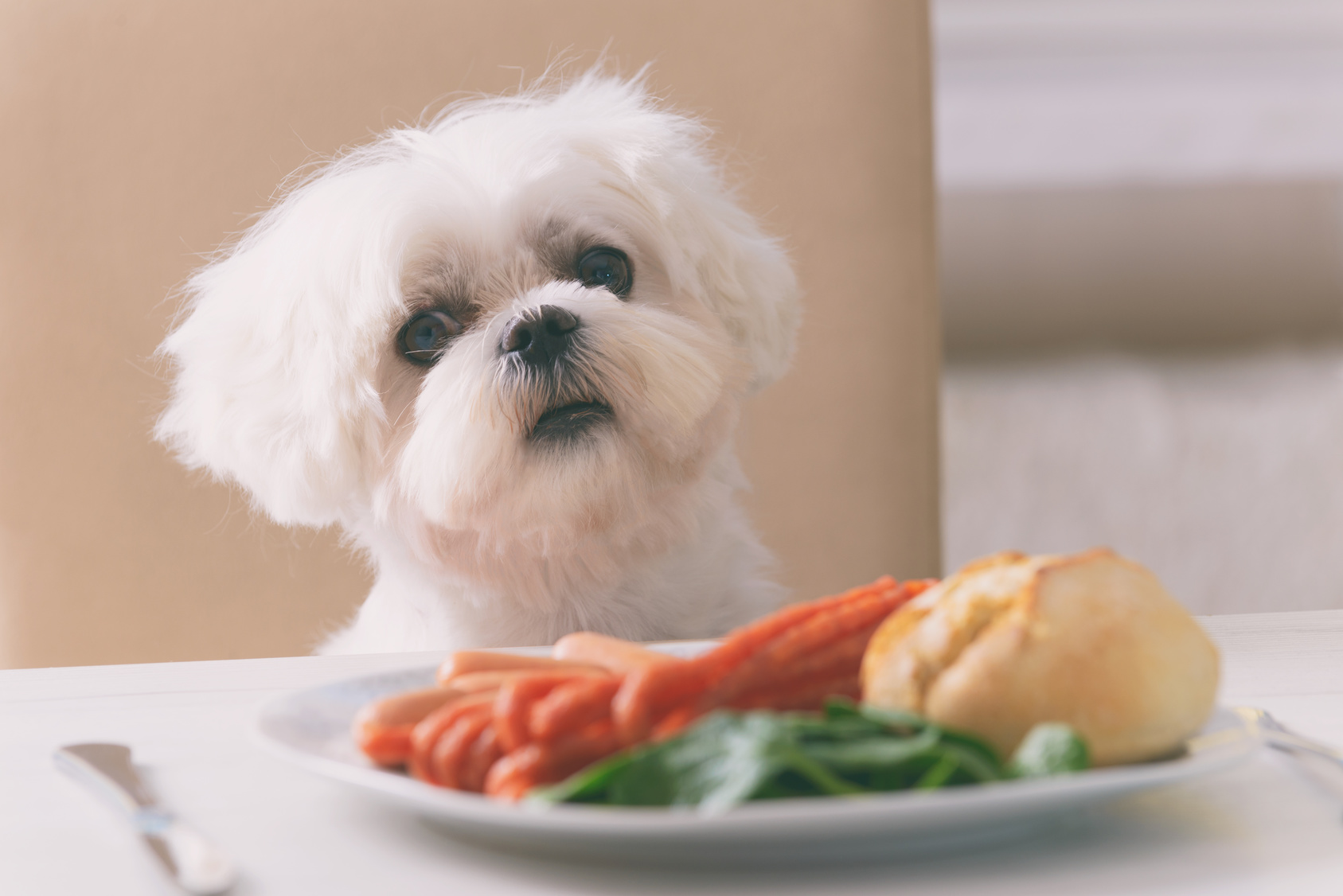 Fødevarer som ikke er tiltænkt hunde | zooplus