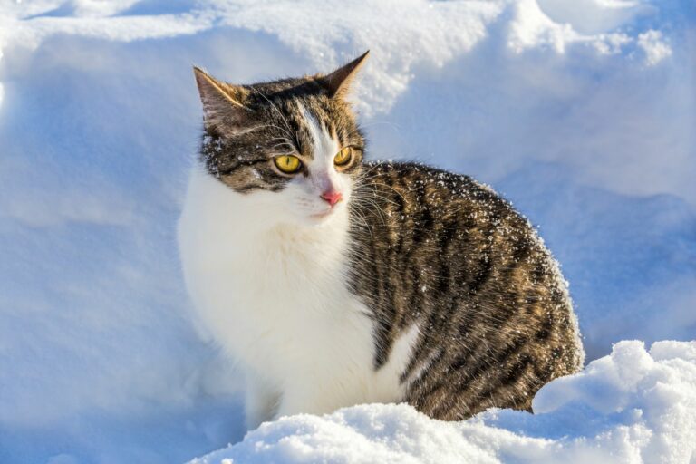 Katte om til kolde tid | Til katteejeren zooplus Magazine