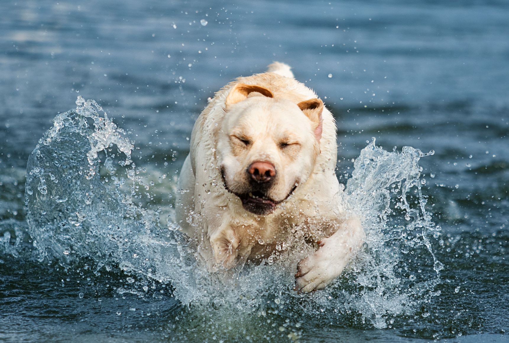 Aktiv hund i vand