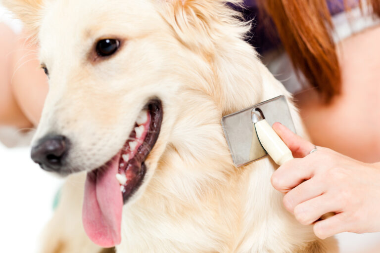 hunds pelspleje: tips til alle slags hundepels | magasin