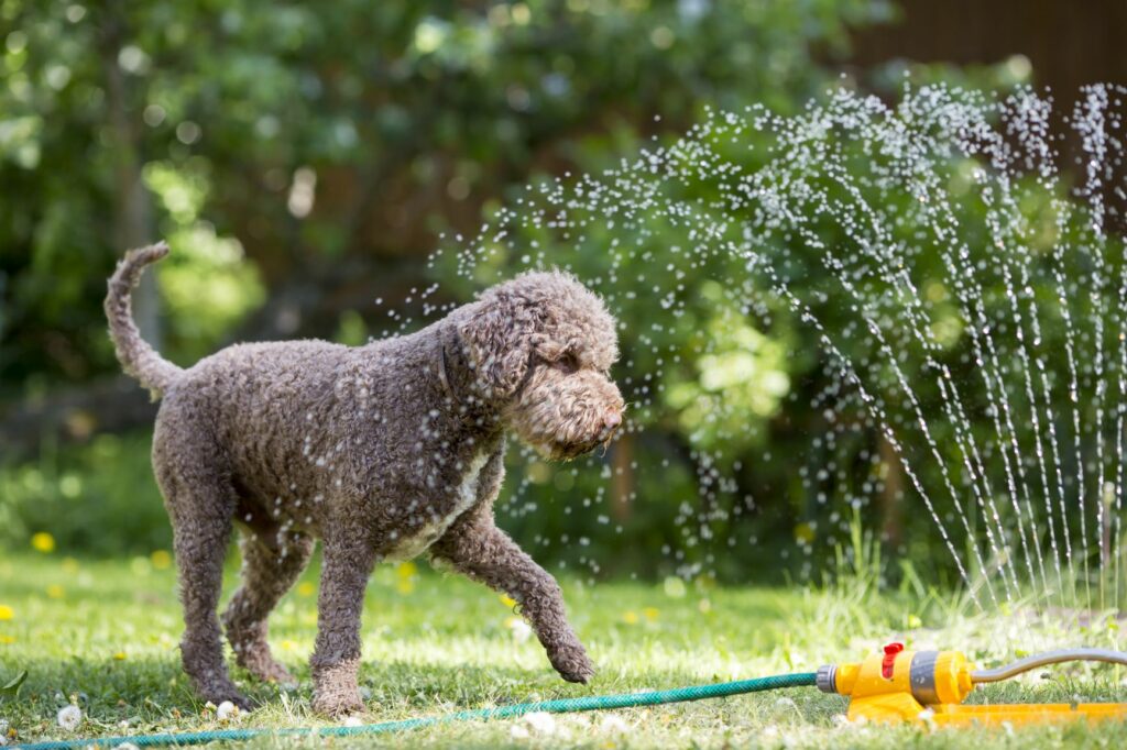 Afkøling hunde: 10 varme sommerdage | zooplus Magazine