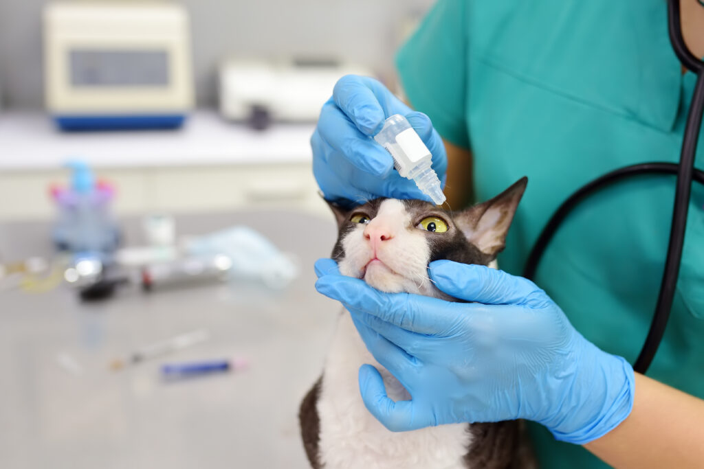 virkningsfuldhed delikat MP Øjenbetændelse hos katte | Kattepleje & Sundhed zooplus Magasin