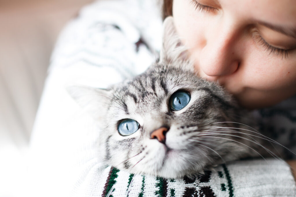 Øjenbetændelse hos katte | Kattepleje &