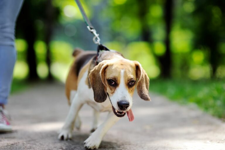Hundetræning - din hund eller hvalp rigtigt | magasinet