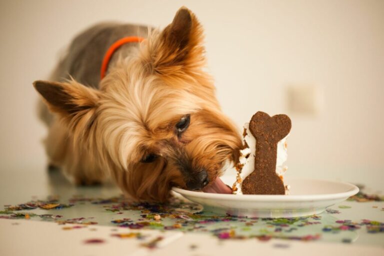 Hundefoder - alt om ernæring til hunde | zooplus Magasinet